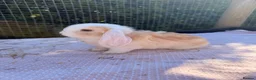 Mini Lop rabbits for sale:  Gorgeous mini Lop babies  - Advert 11