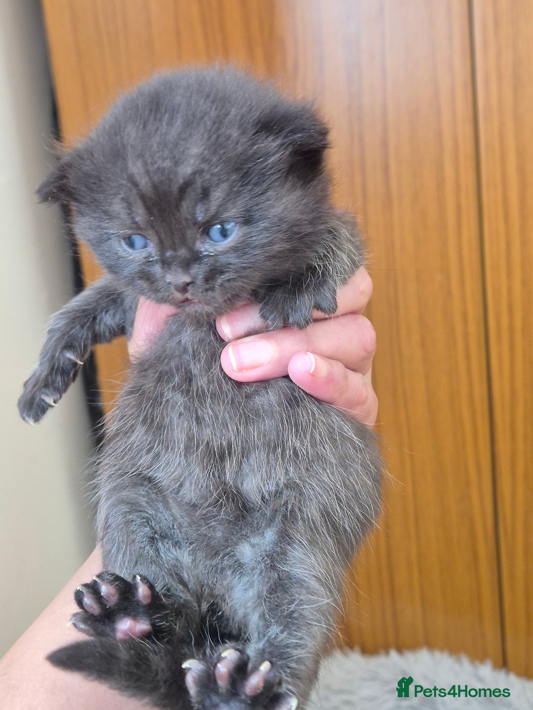 British Shorthair cats for sale: Adorabl blue and black british short hair kittens - Advert 9