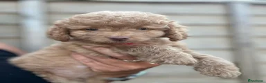Jackapoo 4