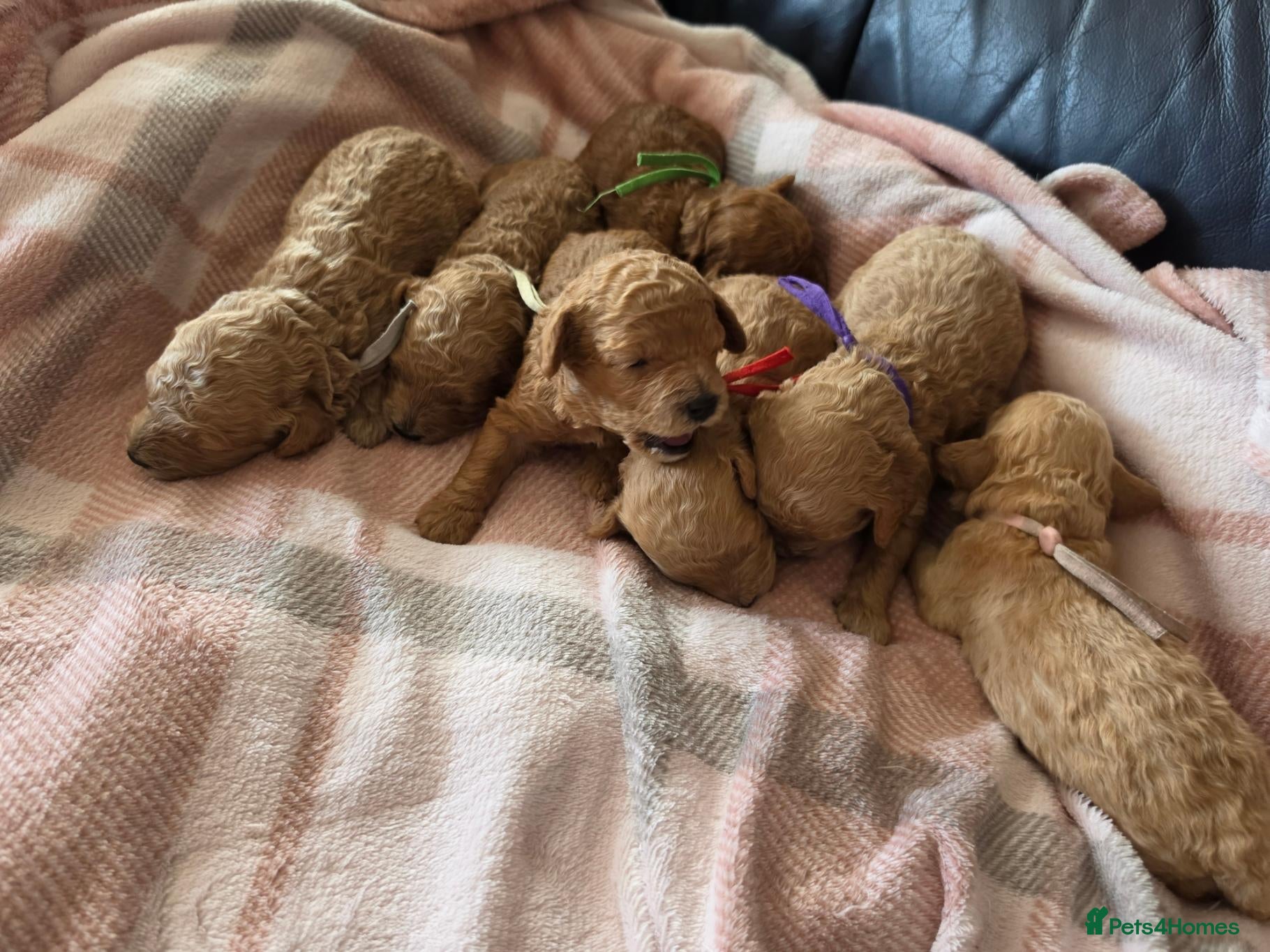 Cavapoo dogs Beautiful Litter of 7 F1B Cavapoo puppies  - Advert 7