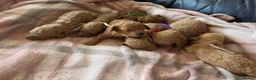 Cavapoo dogs for sale: Beautiful Litter of 7 F1B Cavapoo puppies  - Advert 1