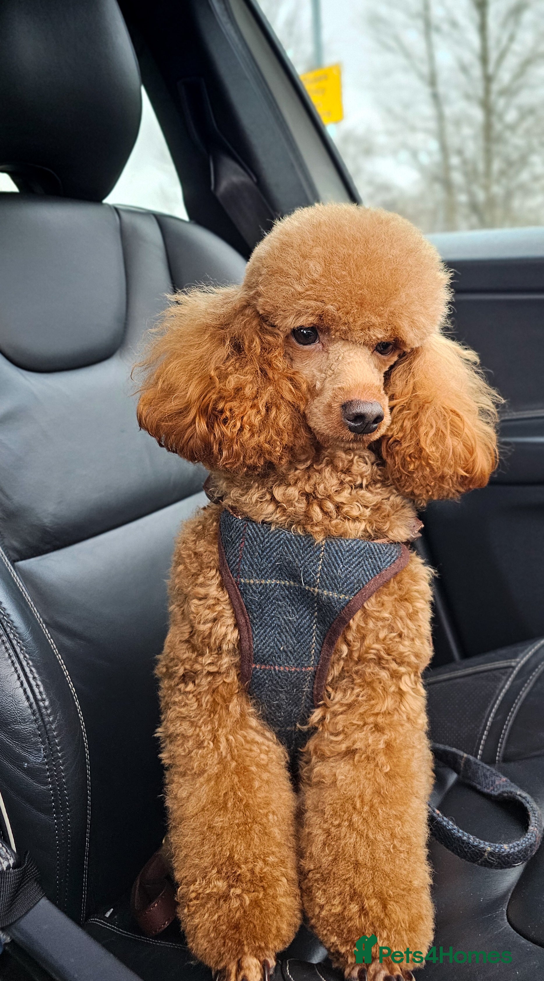 Miniature Poodle dogs Stunning Red Poodle for Stud in Motherwell - Advert 5