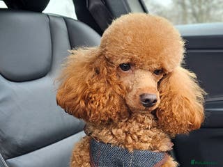 Miniature Poodle dogs Stunning Red Poodle for Stud in Motherwell - Advert 1