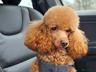 Miniature Poodle dogs Stunning Red Poodle for Stud in Motherwell - Advert 5