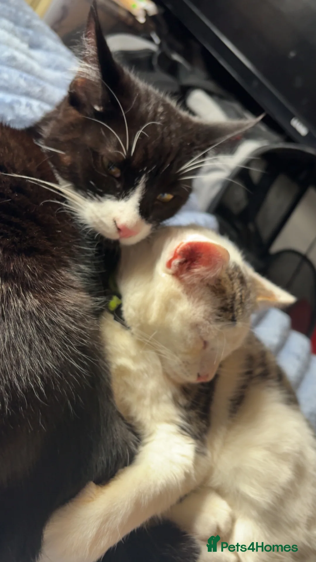 Mixed Breed cats for sale: Rescue cats and kittens 🧡 - Advert 1