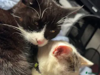 Mixed Breed cats Rescue cats and kittens 🧡 - Advert 1
