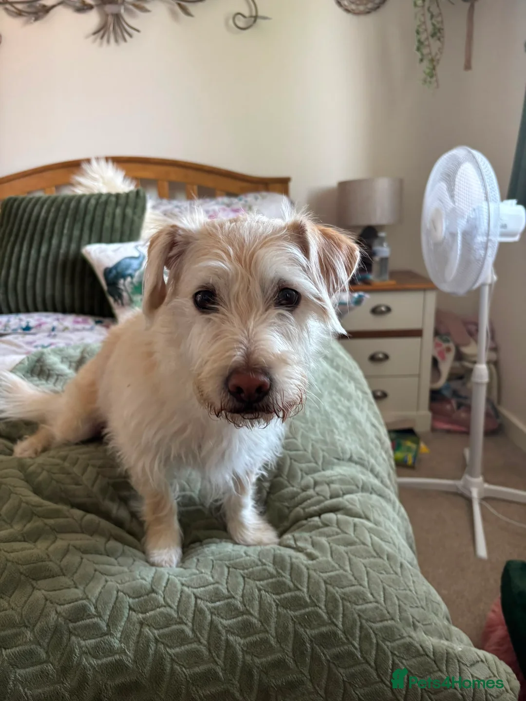 Mixed Breed dogs for adoption: Freddie - Nearly 5 Years, Terrier Mix Boy in Bedford - Advert 2