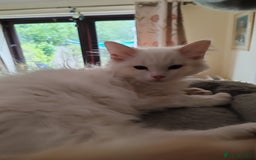 Ragdoll cats for sale: RAGS To Riches  - Image 7