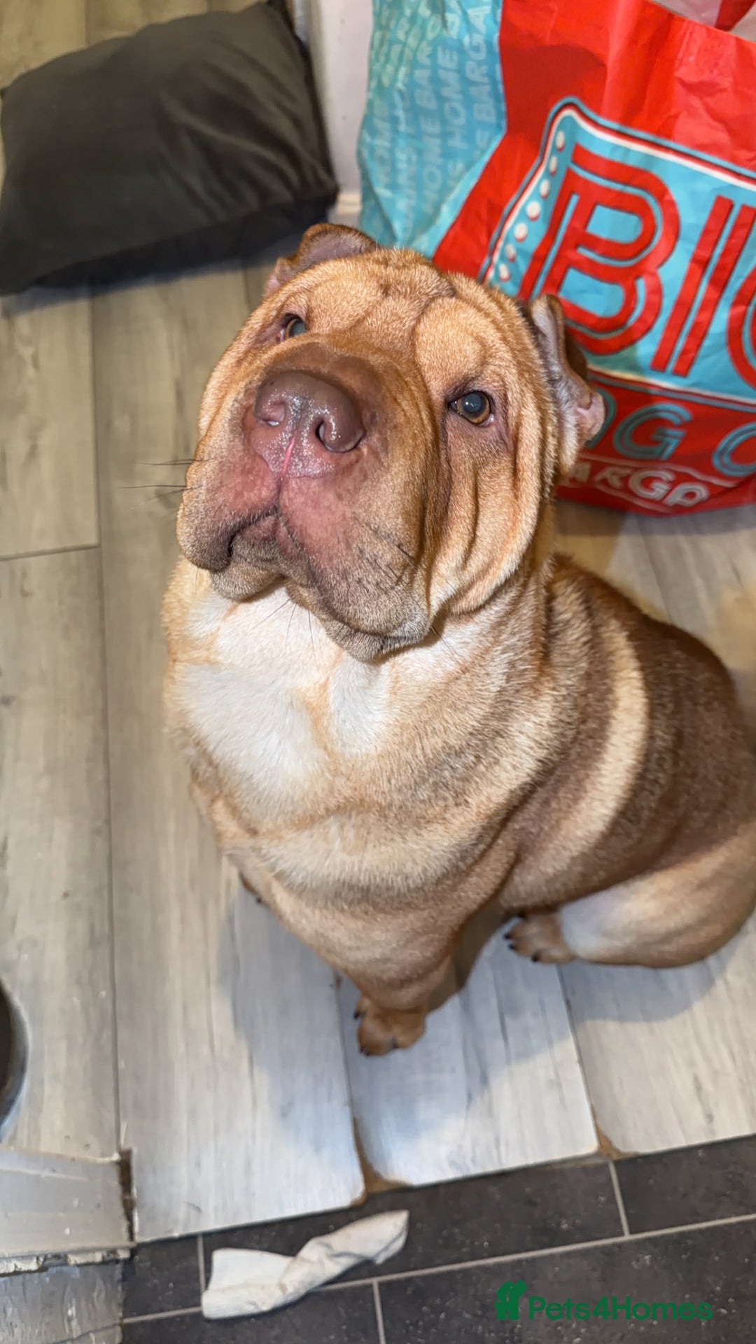 Mixed Breed dogs for sale: Chow pei  - Advert 1