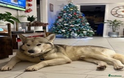 Alaskan Malamute dogs for stud: Alaskan Malamute for first time stud - Advert 2