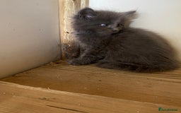 Maine Coon cats for sale: Xl Stunning Maine coon kittens  - Image 6