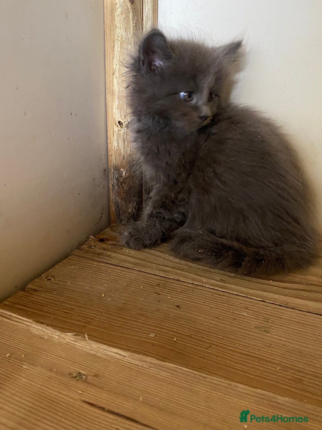 Maine Coon cats for sale: Xl Stunning Maine coon kittens  - Image 6