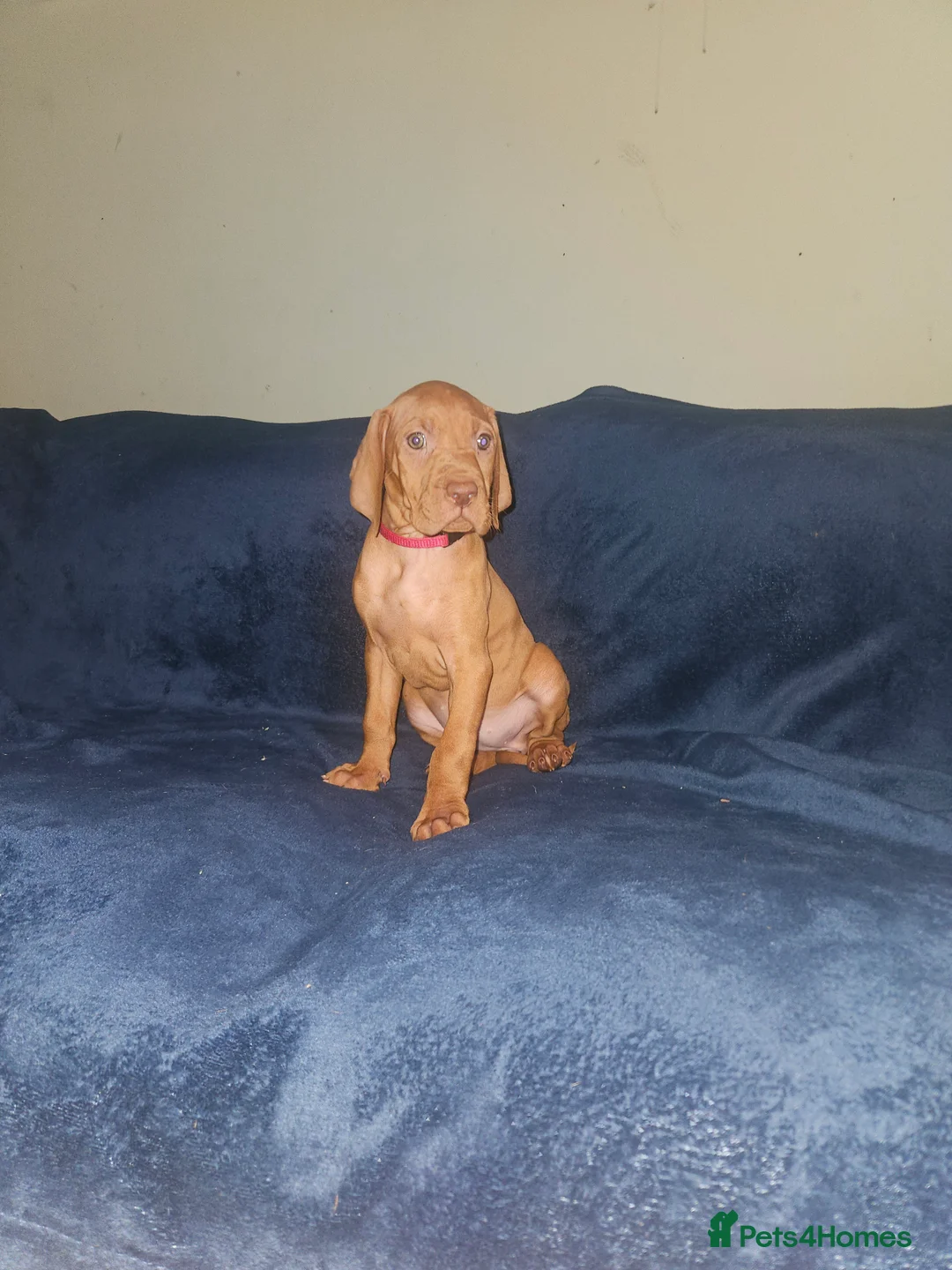 Hungarian Vizsla dogs for sale: 🏆🇭🇺 KC Registered fully trained HungarianVizsla - Advert 35