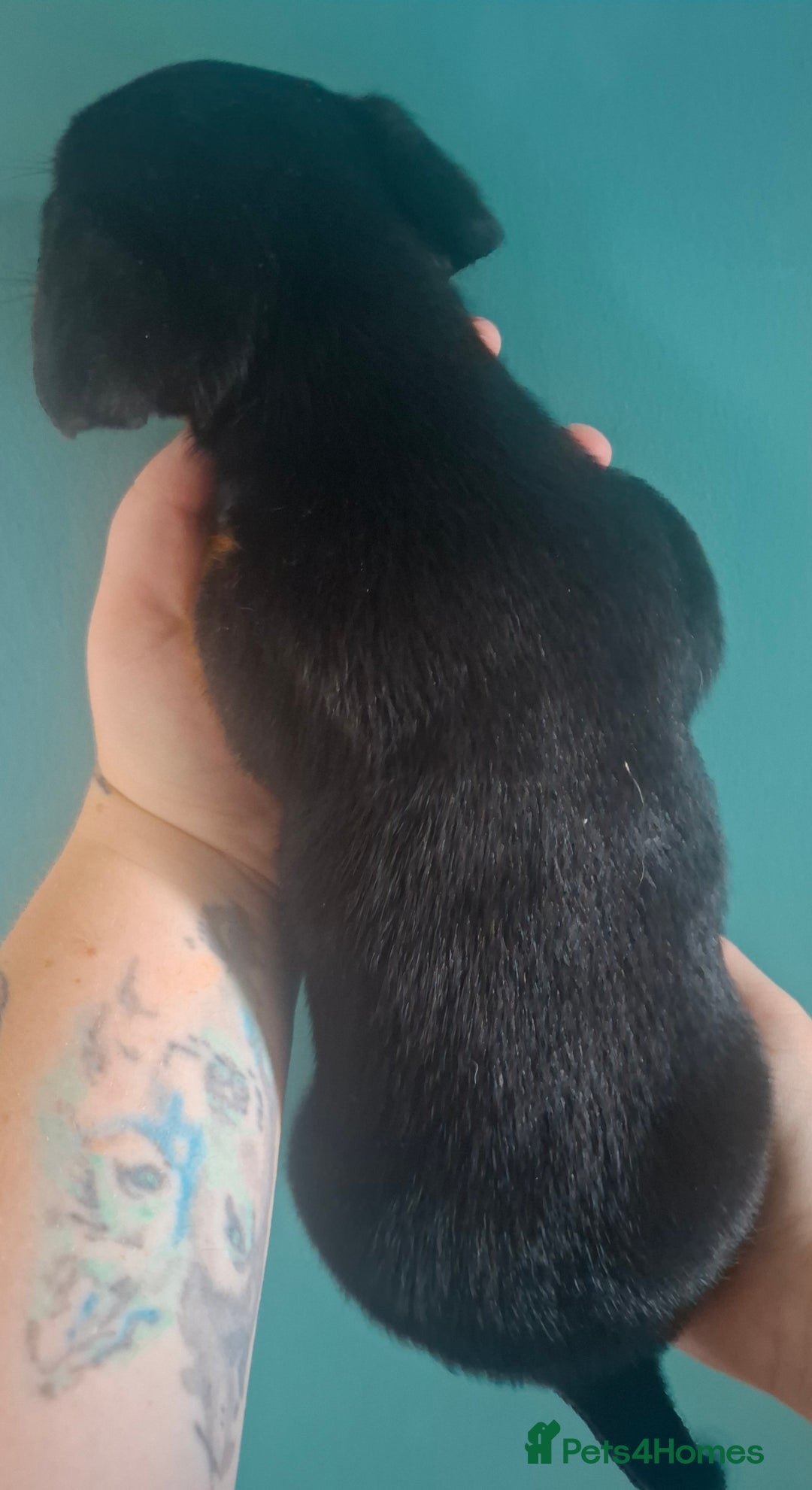 Jack Russell dogs for sale: Jack Russell pups - Image 7