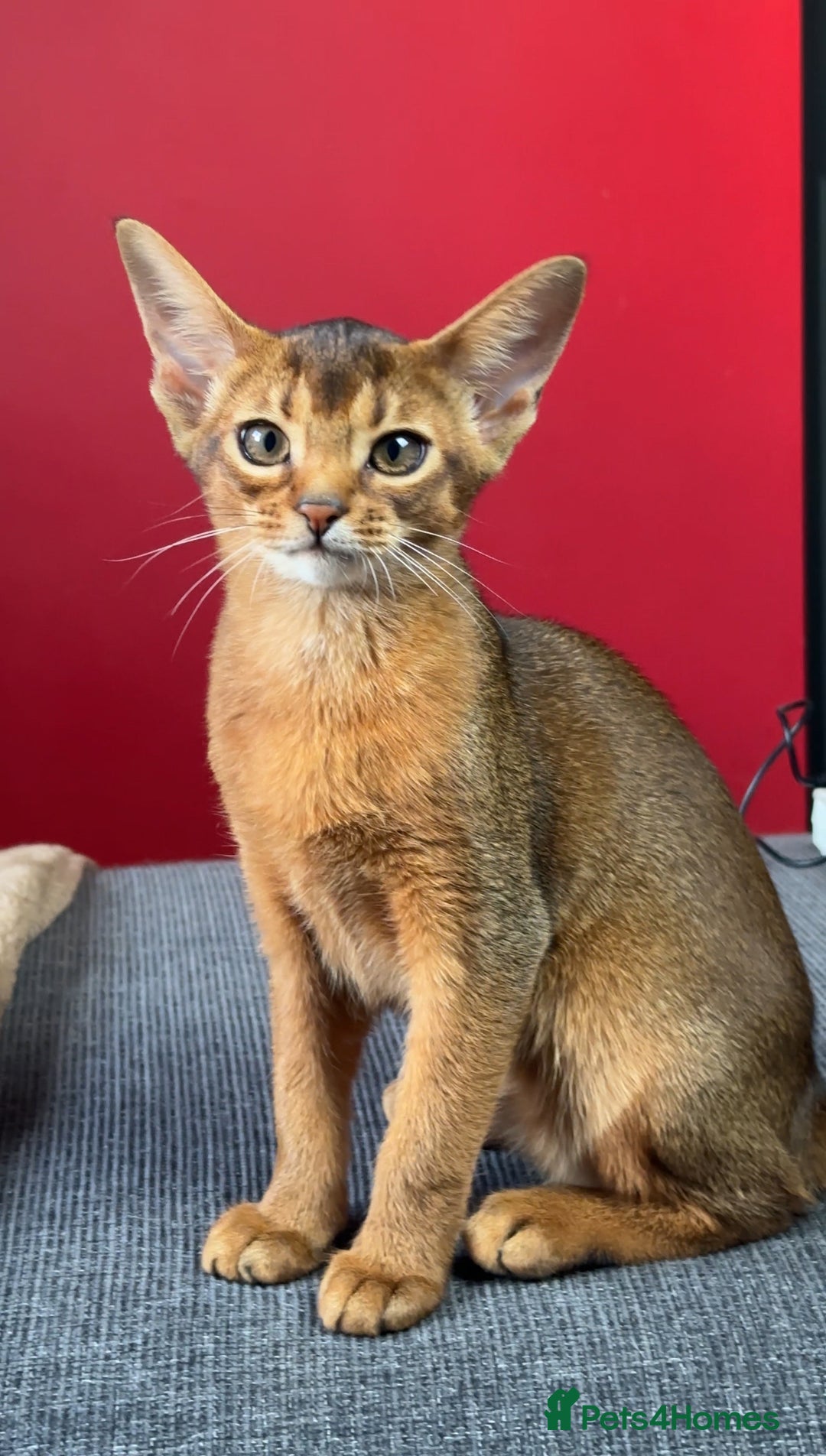 Abyssinian cats for sale: Gorgeous Abyssinian Kittens  Ready December 2025 - Advert 2