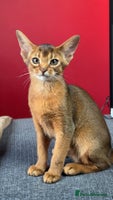 Abyssinian cats Gorgeous Abyssinian Kittens Ready December 2025 - Advert 11