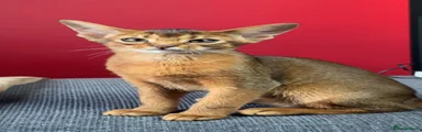 Abyssinian Kitten 3