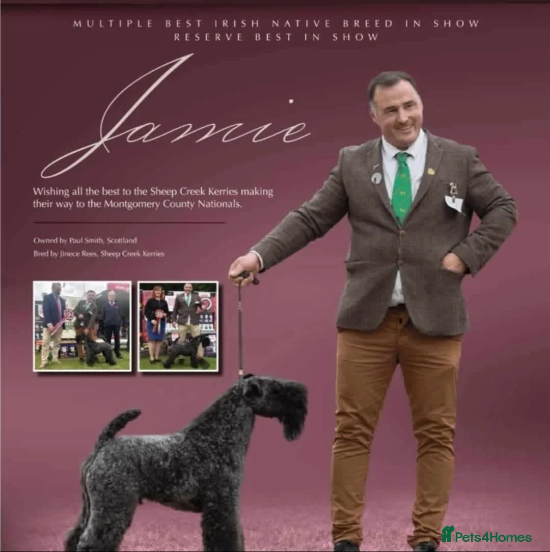 Kerry Blue Terrier dogs for sale: Blue kerry Mbuemo in Nottingham - Advert 5
