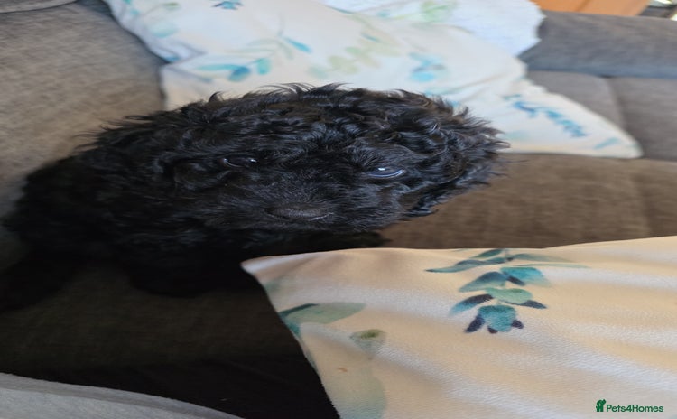 Cavapoochon dogs - Advert 1