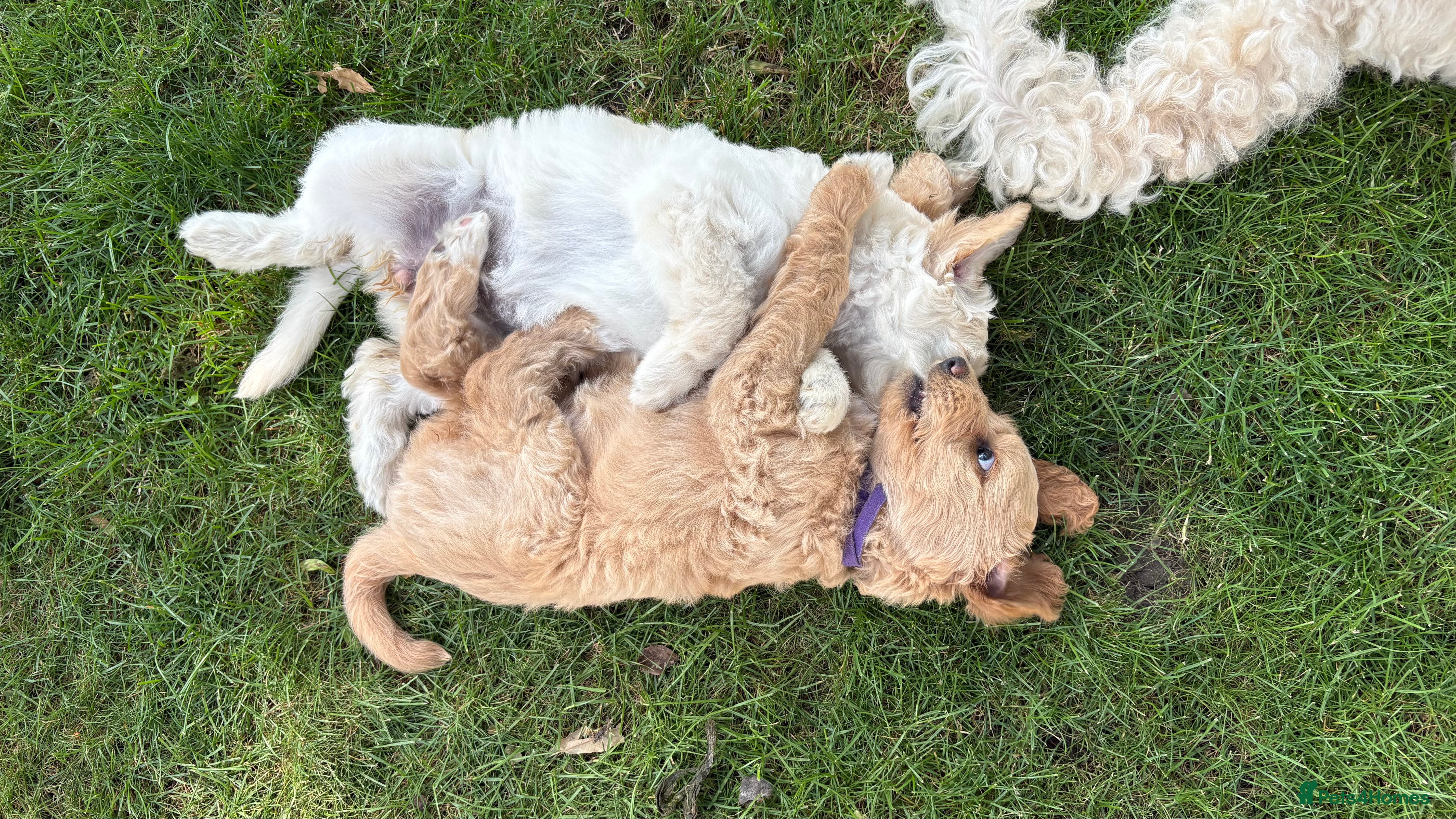 Goldendoodle dogs Golden doodle puppies from a loving home - Advert 2
