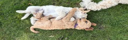 Goldendoodle dogs for sale: LAST THREE! Golden doodle pups from a loving home - Advert 7
