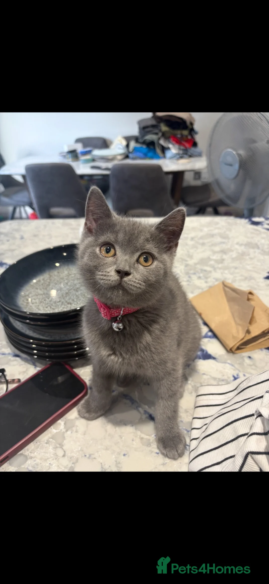 British Shorthair cats for sale: 4 British Blue Shorthaired male kittens for sale  in Cottingham - Advert 2