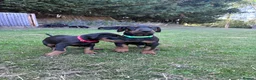 Dobermann dogs for sale: KC registered Dobermann puppies  - Advert 16