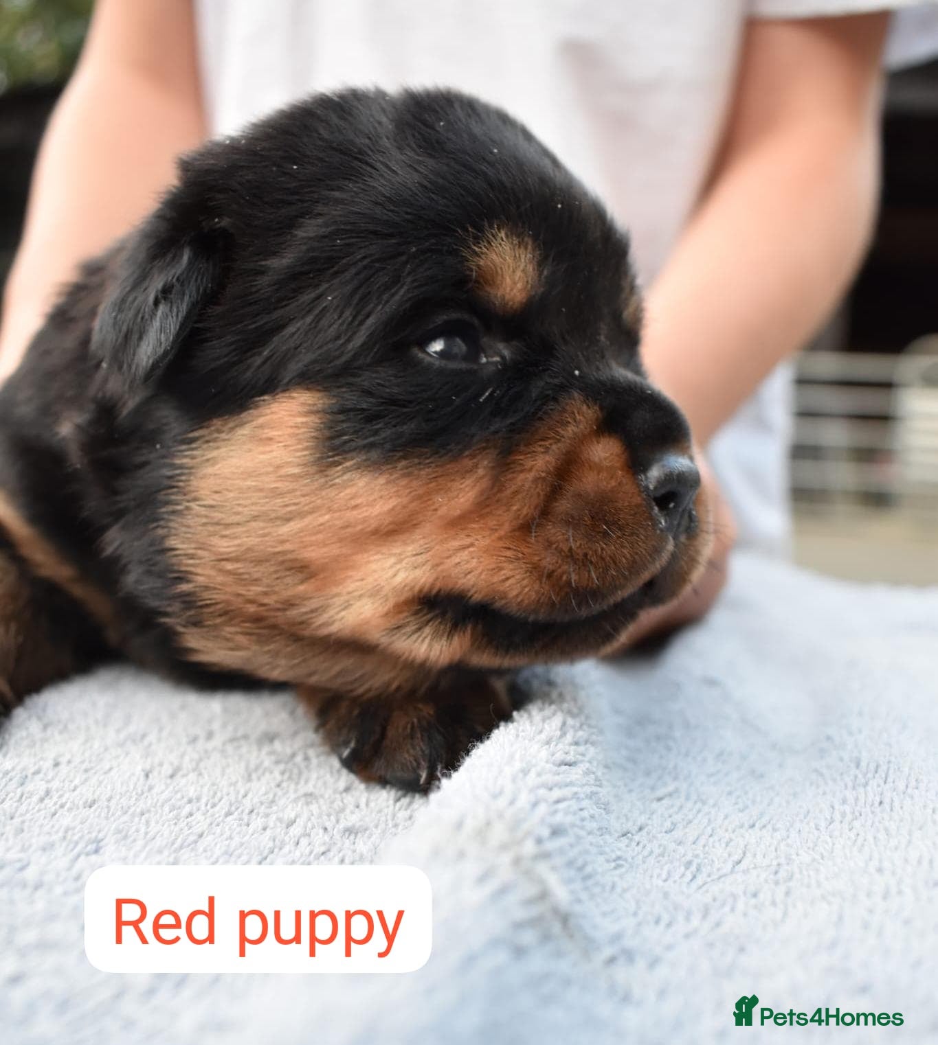 Rottweiler dogs KC registered Health Tested Puppies  - Advert 2