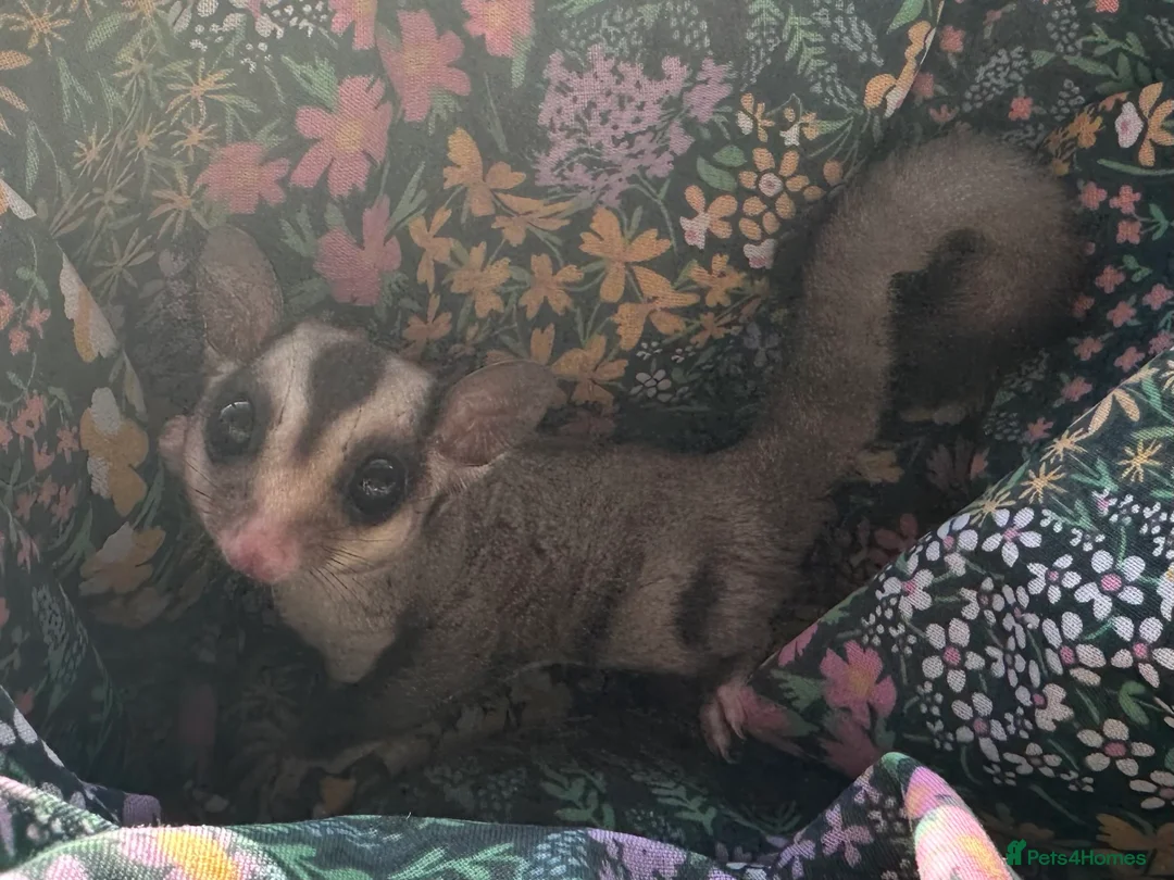 Sugar Glider rodents for sale: Sugar Gliders available to suitable homes - Advert 31