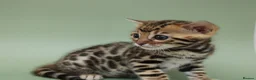 Bengal cats for sale: 🔥 Beautiful Bengal girl🔥 - Advert 13