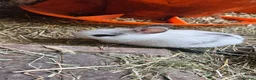 Mixed Breed rabbits for sale: They are mix Rex and Dutch  - Advert 14