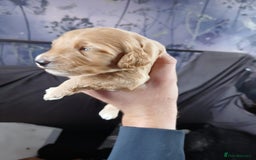 Cockapoo dogs for sale: Cockerpoos - Image 4