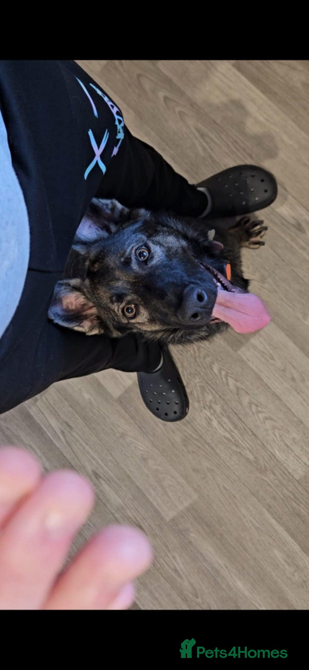 German Shepherd dogs for sale: Female german shepered  - Advert 2