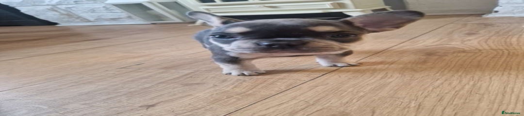 French Bulldog Puppy 4