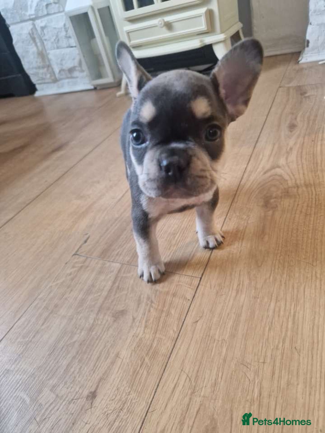 French Bulldog dogs for sale: FRENCH BULLDOG PUPPIES READY NOW!   🐾 - Image 28