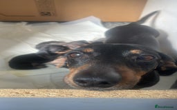 Dachshund dogs for sale: Miniature dachshunds  - Image 5