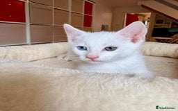 Mixed Breed cats for sale: Beautiful kittens for sale - Image 4