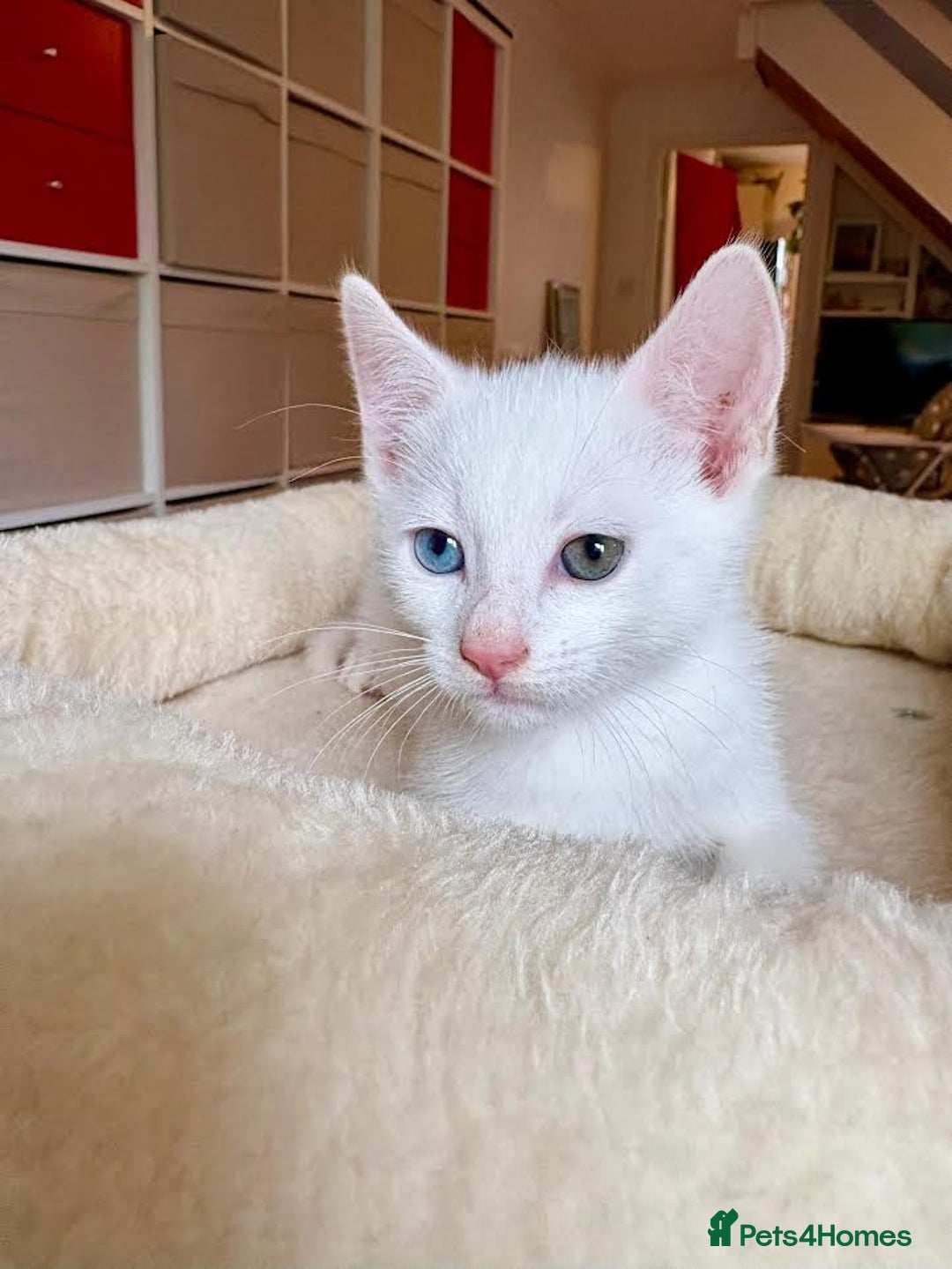 Mixed Breed cats for sale: Beautiful kittens for sale - Image 4