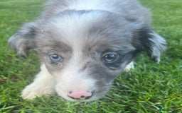 Border Collie dogs for sale: Border Collies READY NOW - Image 28