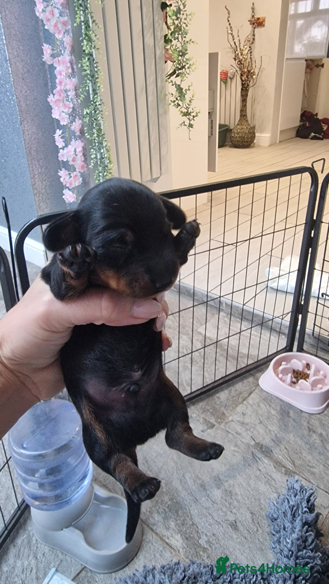 Miniature Dachshund dogs for sale: Beautiful Pedigree Minature Dachshunds Black & Tan - Advert 15