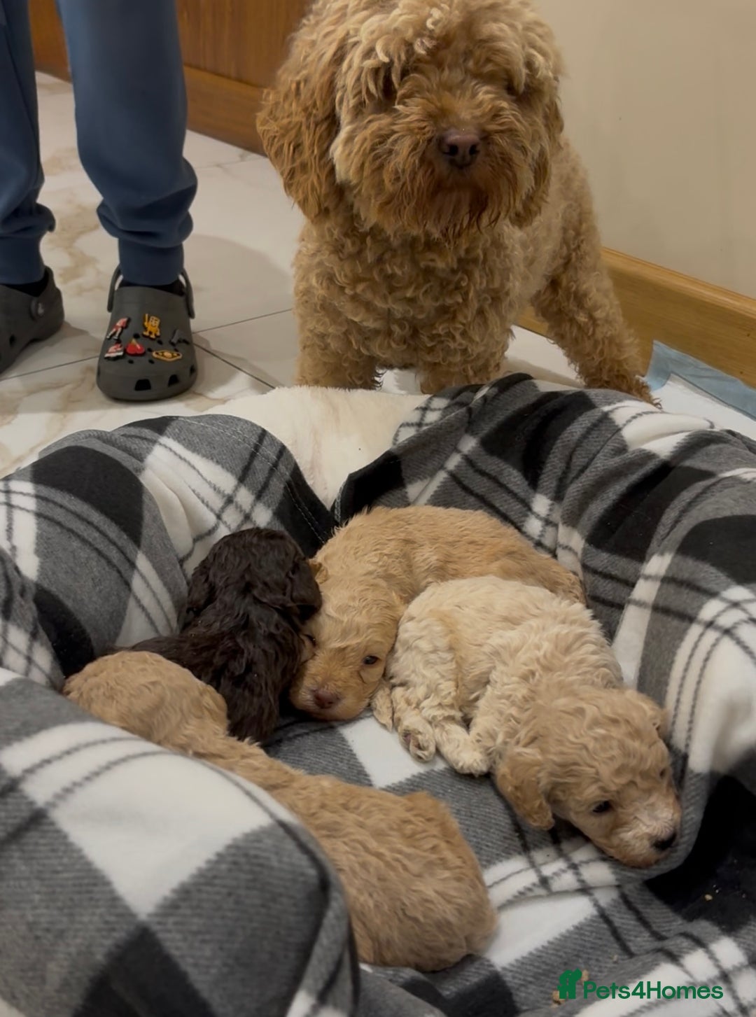 Cockapoo dogs for sale: F1B cockapoo puppies  - Advert 14