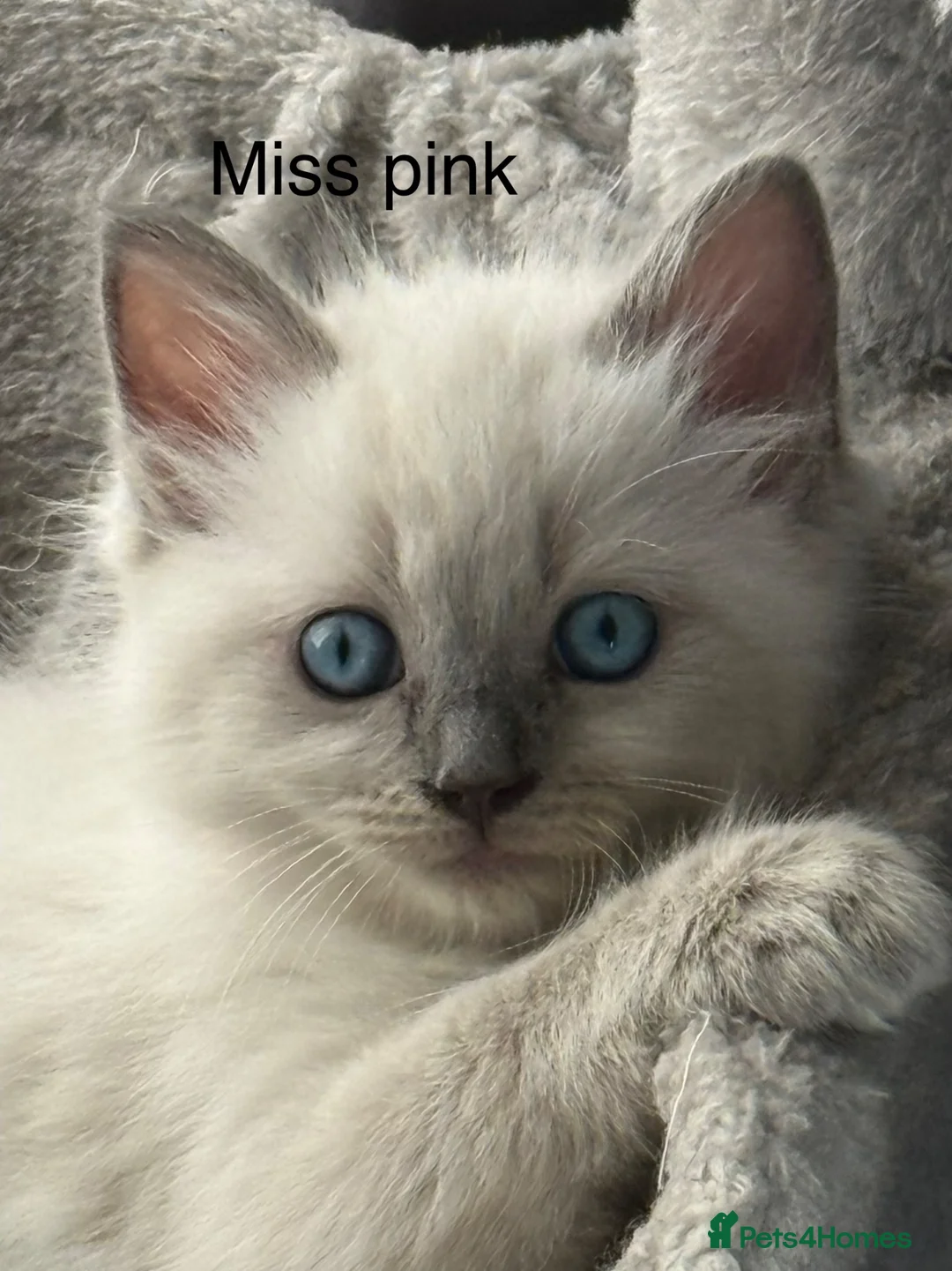 Ragdoll cats for sale: Stunning bluepoint ragdoll kittens  - Advert 37