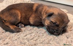 German Shepherd dogs for sale: KC Pups From Health Tested Champion Bloodlines  - Image 17