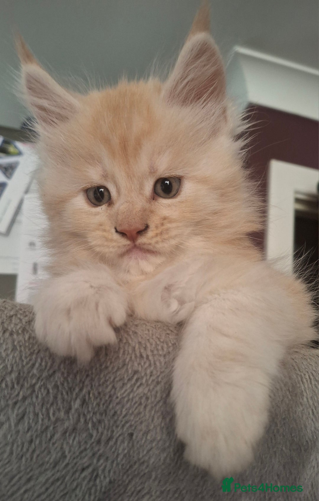 Maine Coon cats for sale: Gorgeous kittens  - Image 9