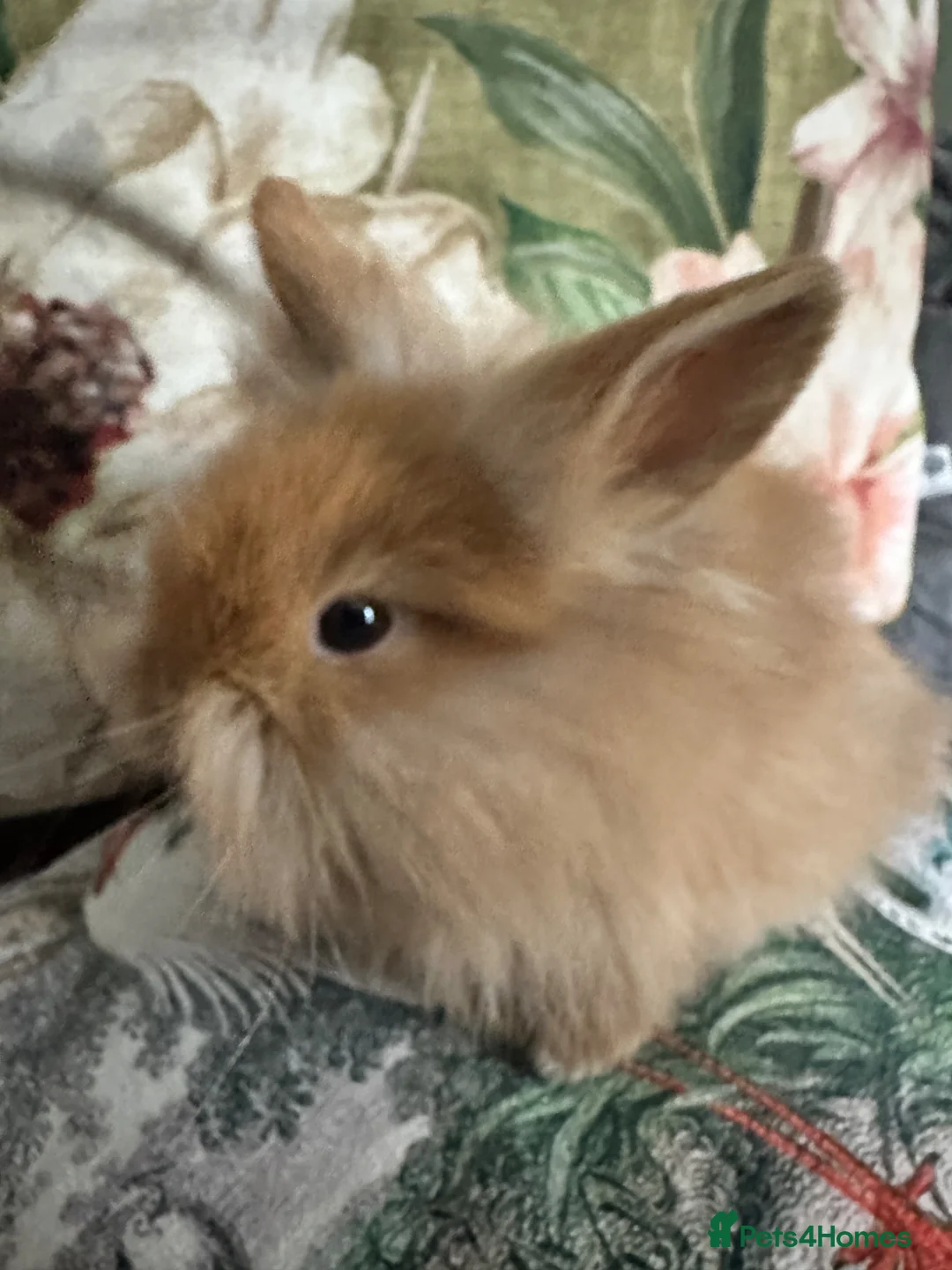 Mini Lion Lop rabbits for sale: Last 2 mini lion lops READY NOW x - Advert 2