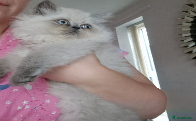 Persian cats - Advert 1