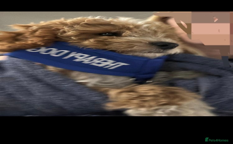 Cavapoo dogs - Advert 8