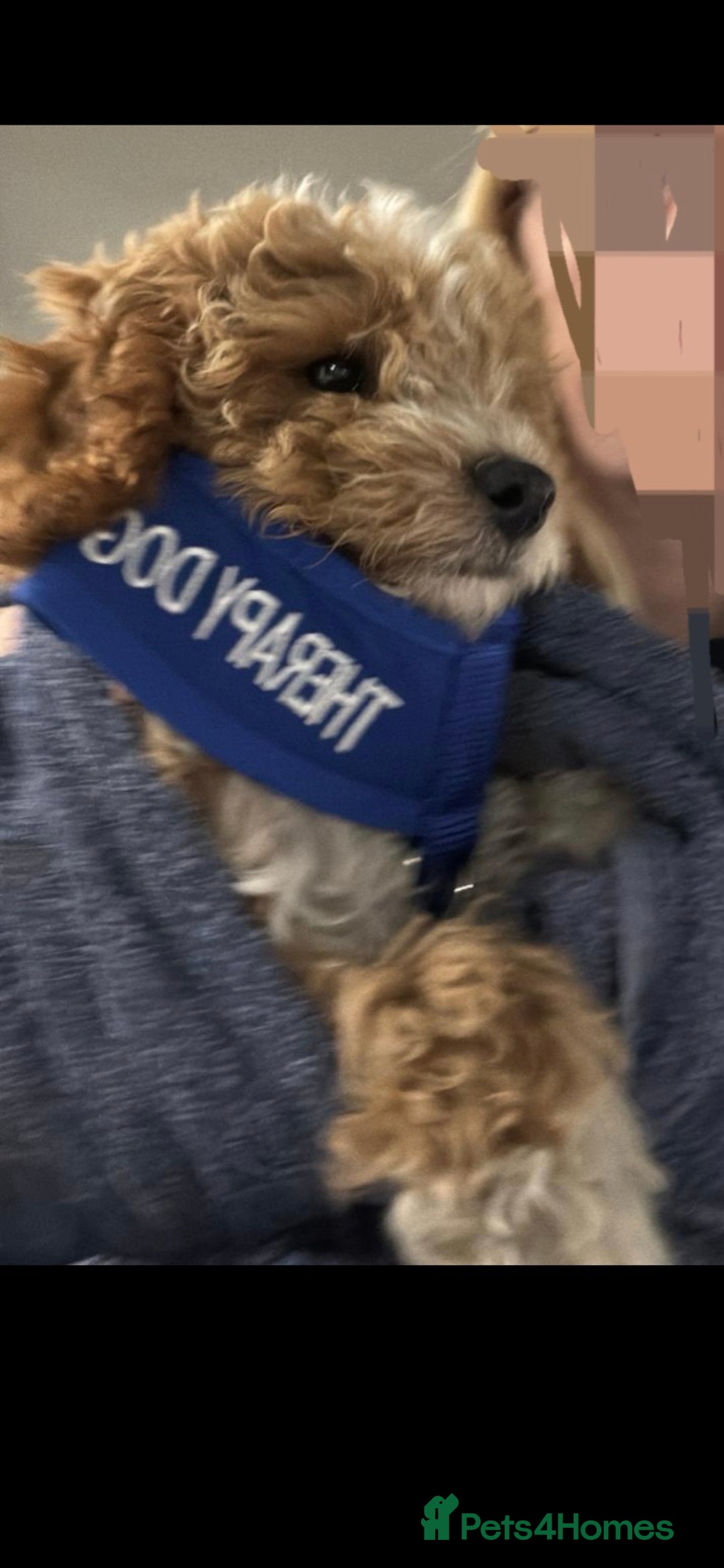 Cavapoo dogs for sale: Cavapoo male - Image 1
