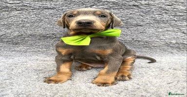 Dobermann dogs - Advert 3