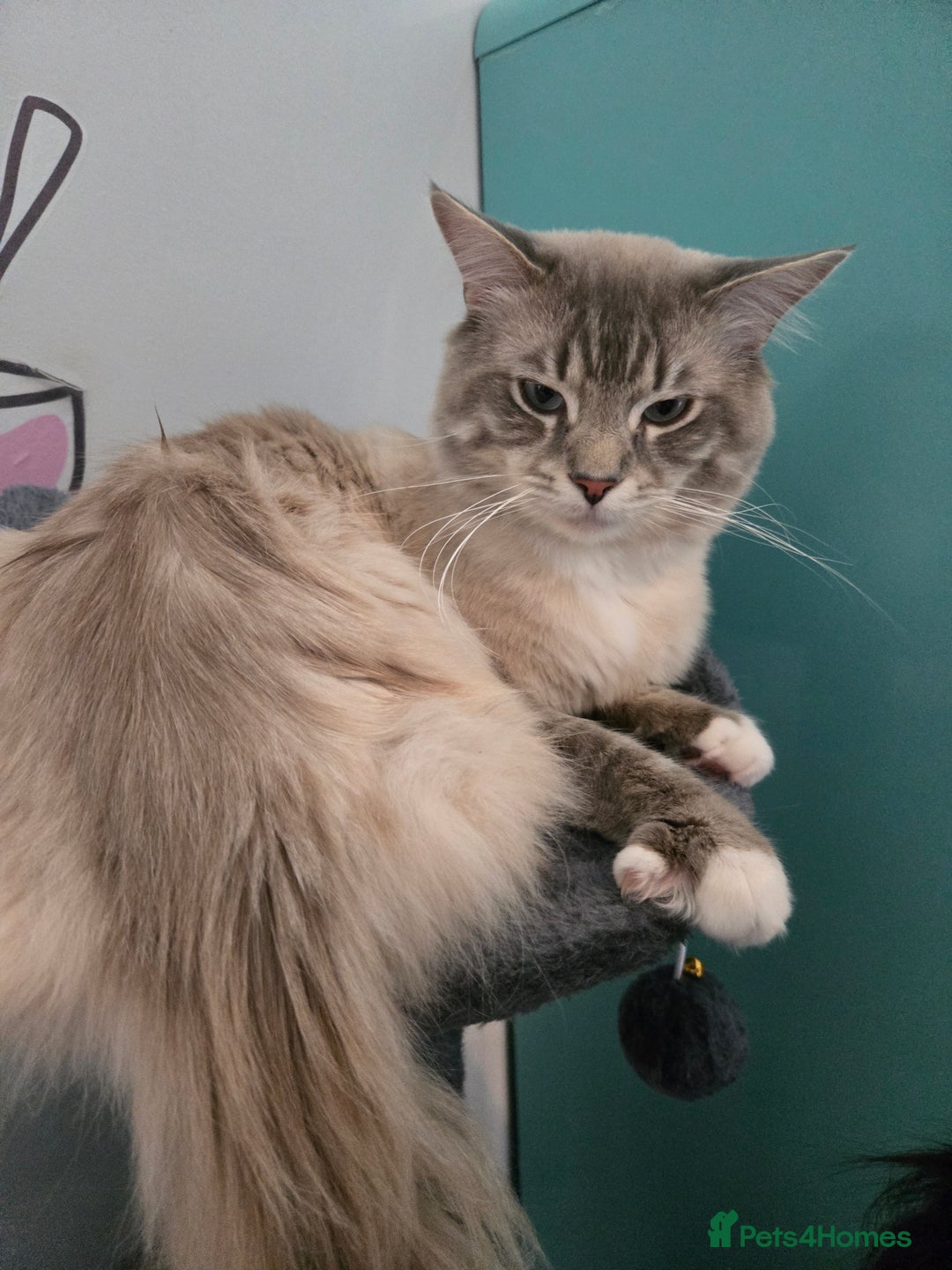 Ragdoll cats for sale: Purebred Ragdoll kittens, blue, seal, Lynx mitted - Image 16